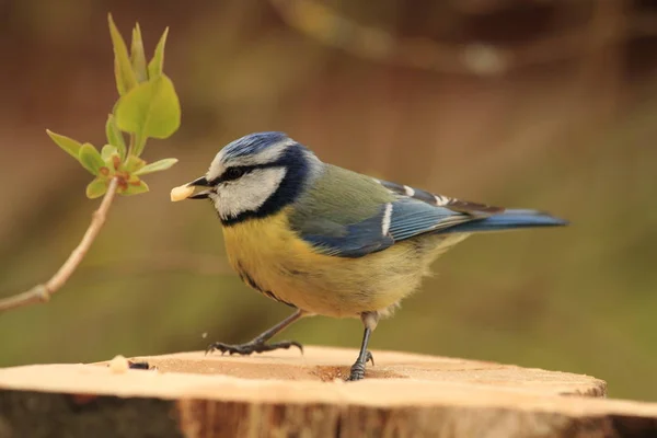 Vista Cênica Belo Pássaro Titmouse — Fotografia de Stock