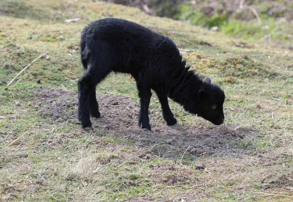 Újszülött Breton Törpe Bárány Bárány Tierpark Sababurg — Stock Fotó