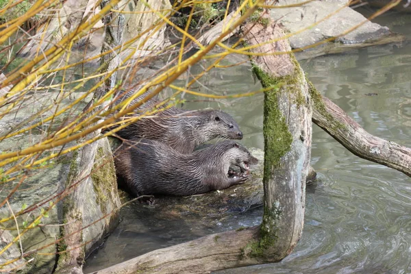 Vleesetende Otters Tierpark Sababurg — Stockfoto
