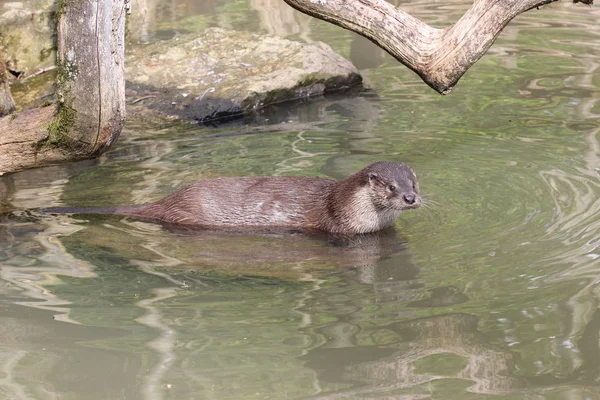 Otter Het Water — Stockfoto