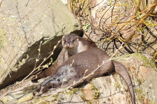 Dvě Vydry Tierpark Sababurg — Stock fotografie