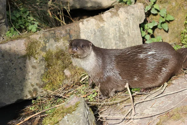 Otters Tierpark Sababurg — Stock Photo, Image