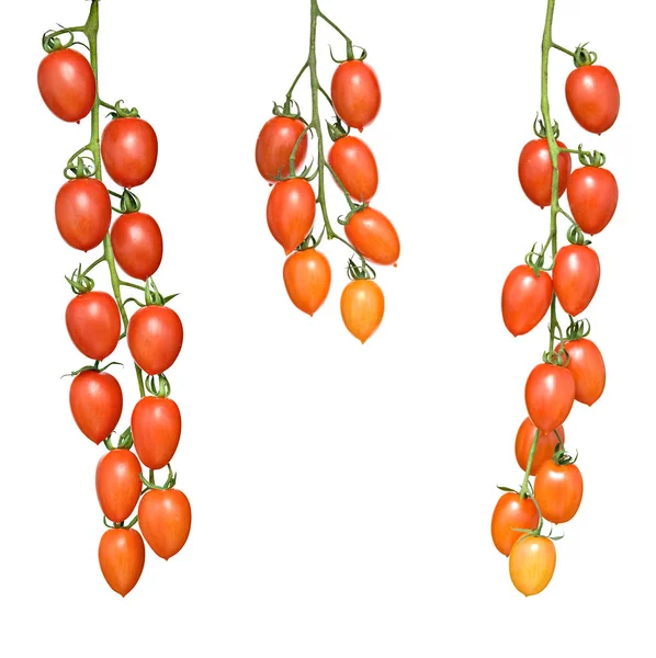 Tres Racimos Tomates —  Fotos de Stock