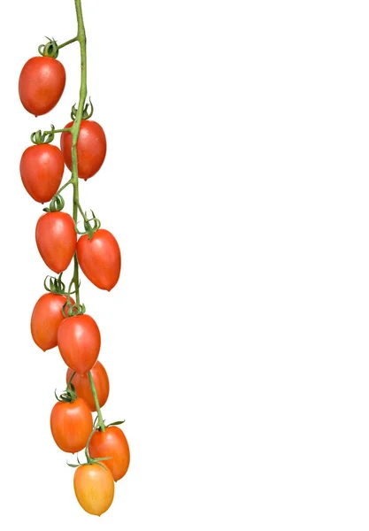 Fresh Ripe Organic Tomatoes — Stock Photo, Image