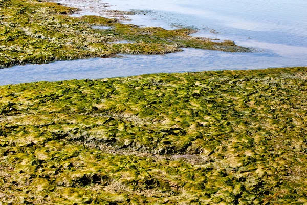 이탈리아 그라도 석호의 — 스톡 사진
