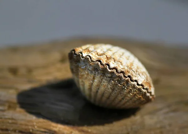 Gros Plan Une Balle Cricket Sur Une Table Bois — Photo