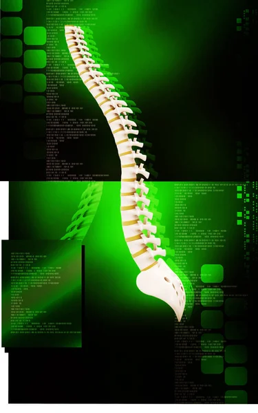 Ilustración Digital Columna Vertebral Color —  Fotos de Stock