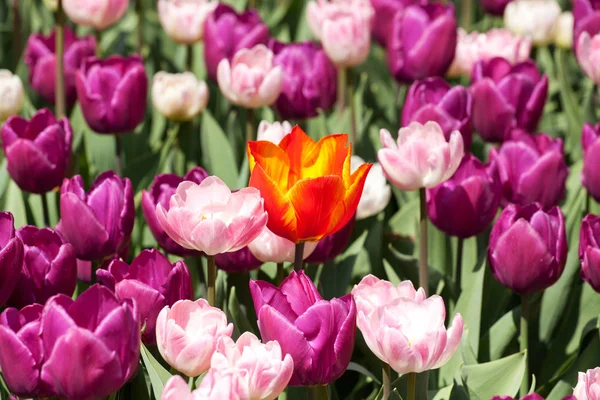 Oranžový Tulipán Fialovém Květinovém Záhonu Květina Jinou Barvu — Stock fotografie