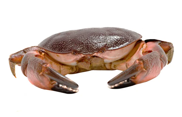 Sluiten Van Krab — Stockfoto