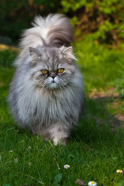 Lindo Bonito Doméstico Gato — Fotografia de Stock