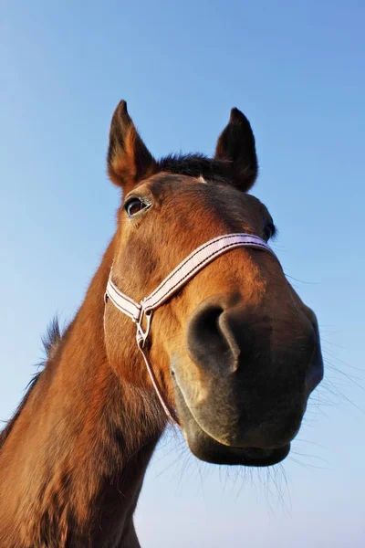 Schattig Paard Wilde Natuur — Stockfoto