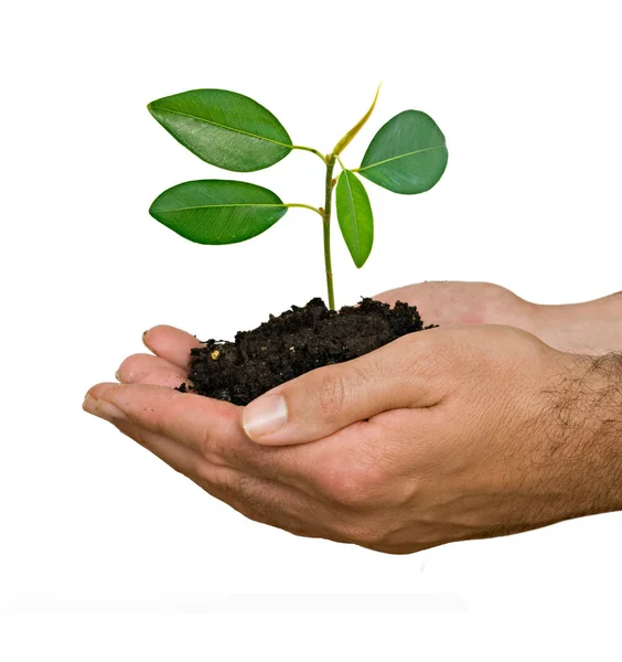 Brote Las Palmas Como Símbolo Protección Naturaleza —  Fotos de Stock