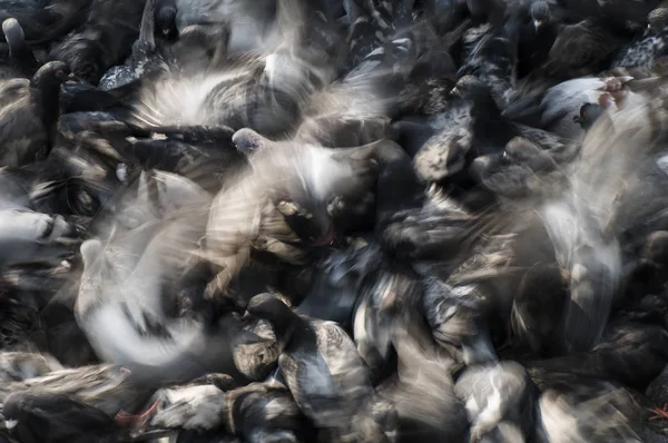 비둘기 속에서 먹이를 싸우는 — 스톡 사진