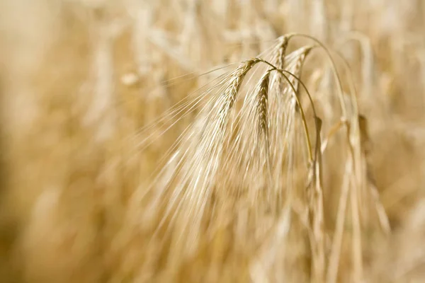 Campo Grano Cerealicoltura Paesaggio Agricolo Campagna — Foto Stock