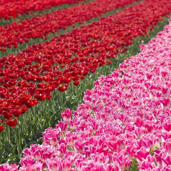 Квітка Тюльпанів Весняна Флора — стокове фото