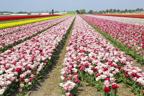 Tulipánový Květ Jarní Flóra — Stock fotografie