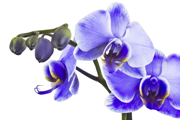 Hermosa Orquídea Violeta Phalaenopsis — Foto de Stock