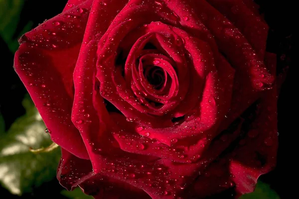 Rosa Roja Gotas Rocío —  Fotos de Stock
