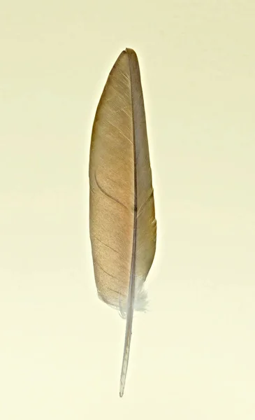 Close Feather — Stock Photo, Image