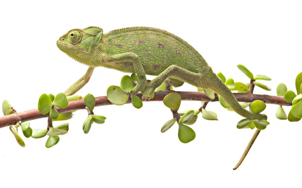 Animal Camaleón Reptil Lagarto Tropical — Foto de Stock