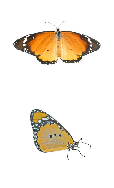 Farfalla Monarca Isolata Sfondo Bianco — Foto Stock