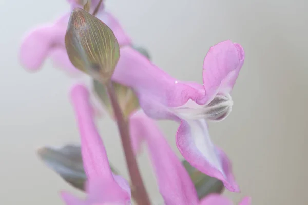 Schöne Botanische Aufnahme Natürliche Tapete — Stockfoto