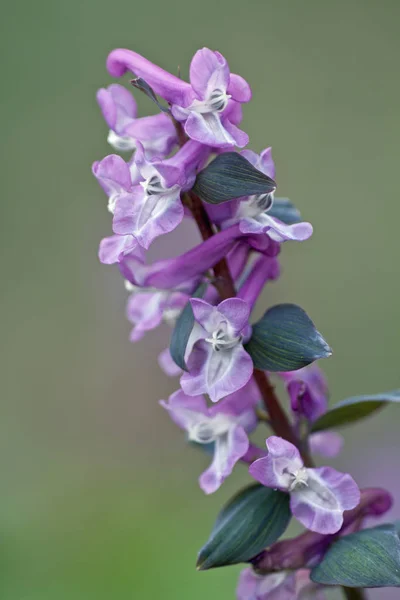 Schöne Botanische Aufnahme Natürliche Tapete — Stockfoto