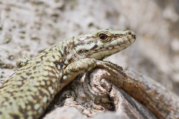 Close Lizard Habitat Wildness Concept — Stock Photo, Image