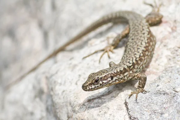 Primer Plano Lagarto Hábitat Concepto Salvajismo — Foto de Stock