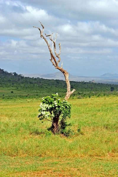 Tree Savannah — Stock Photo, Image