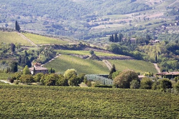 Prachtige Wijngaard Panoramisch Toscane — Stockfoto