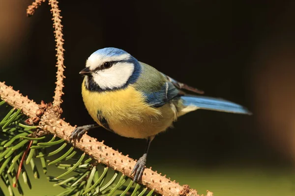 Scenic View Beautiful Titmouse Bird — Stock Photo, Image