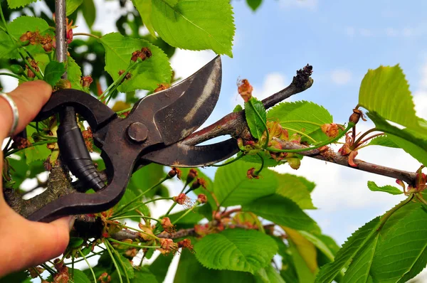 Gardening Secateurs Hand Wood Fruit Tree Fruit Tree Scissors — Stok Foto