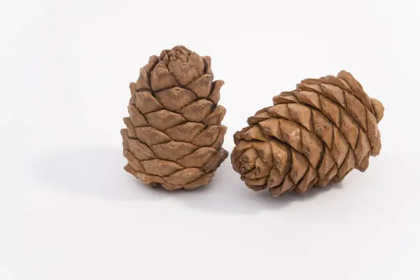 Dois Cones Cedro Retratados Fundo Branco — Fotografia de Stock