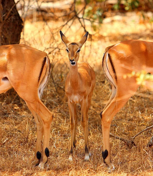 Animali Giovani Attenzione Selettiva — Foto Stock