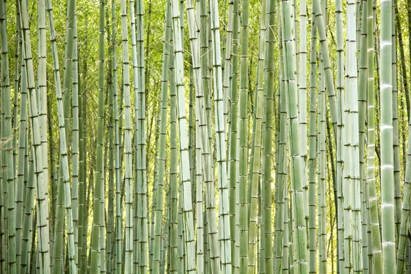 Alberi Bambù Naturali Come Sfondo Astratto Perfetto — Foto Stock