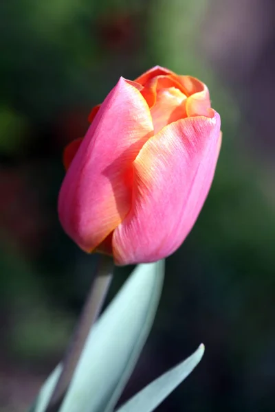 Turuncu Pembe Lale — Stok fotoğraf