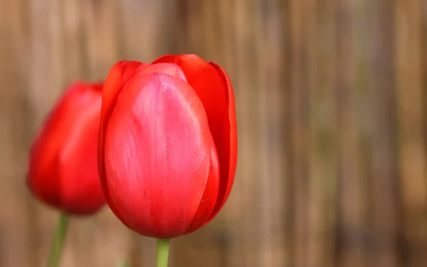 Flor Tulipanes Flora Primaveral — Foto de Stock