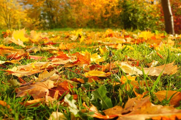 Feuilles Érable Feuillage Feuilles Arbre — Photo