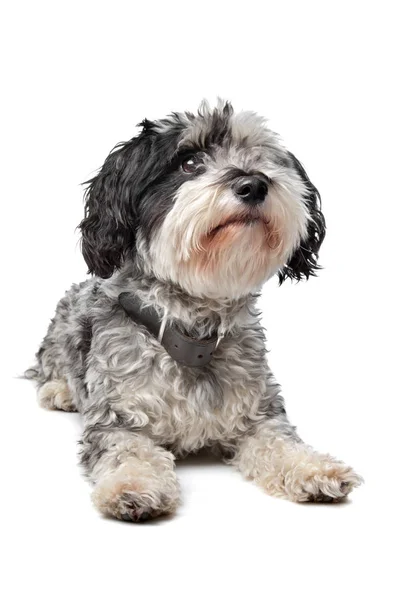 Gemengde Ras Hond Maltees Terrier Voor Een Witte Achtergrond — Stockfoto