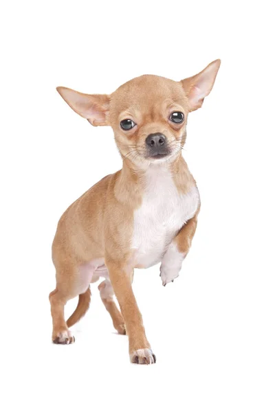 Beyaz Arkaplan Önünde Minyatür Bir Chihuahua — Stok fotoğraf