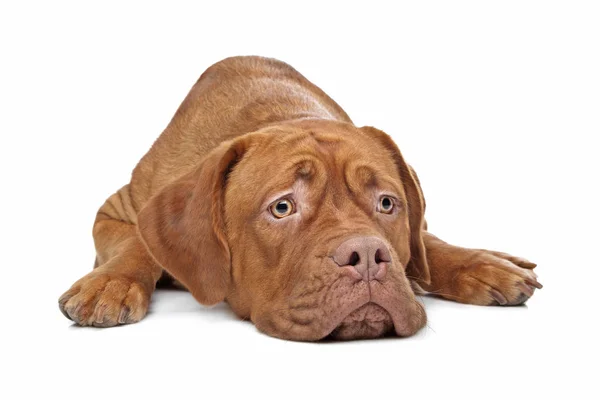 Dogue Bordeaux Μπροστά Από Ένα Λευκό Φόντο — Φωτογραφία Αρχείου