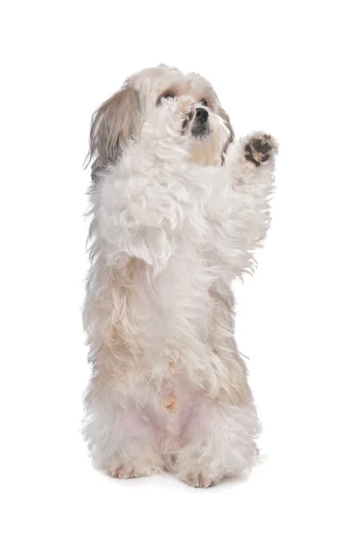 Boomer Kutya Előtt Egy Fehér Háttér — Stock Fotó