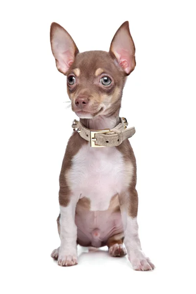 Beyaz Arka Planda Kısa Saçlı Bir Chihuahua Köpeği — Stok fotoğraf