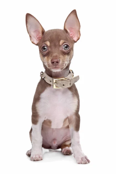 Kurzhaariger Chihuahua Welpe Vor Weißem Hintergrund — Stockfoto