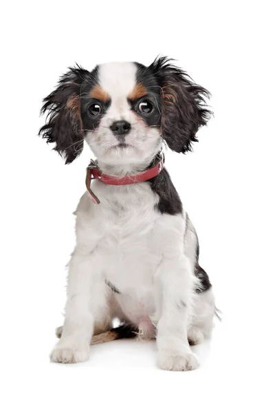 Kavalierkönig Charles Spaniel Vor Weißem Hintergrund — Stockfoto