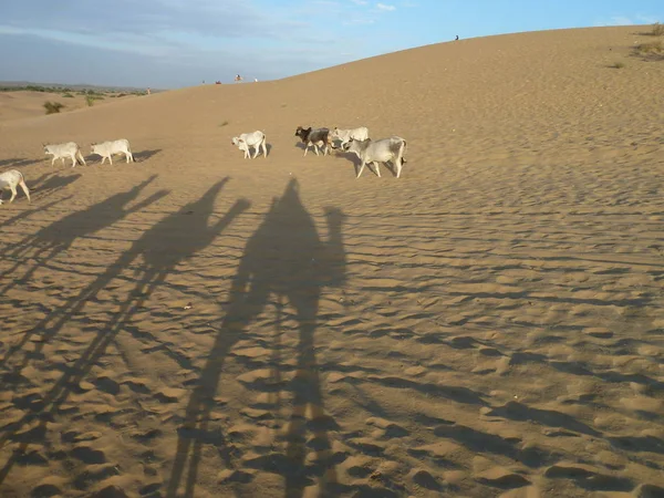 Sombras Caravanas Desierto Arena Con Vacas Que Acercan — Foto de Stock