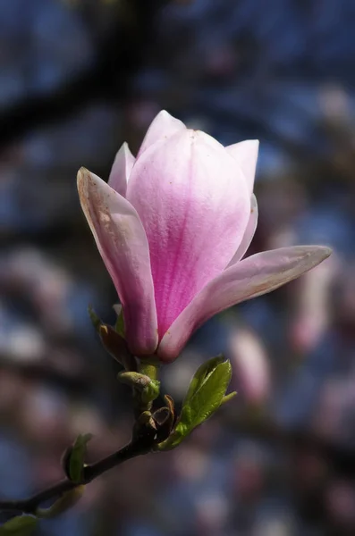 Magnólie Květiny Stromě Jarní Flóra — Stock fotografie