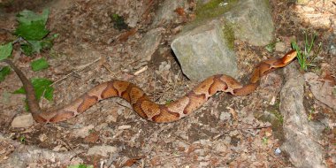 A venomous Copperhead (Agkistrodon contortrix) snake at Monte Sano State Park in Alabama. clipart