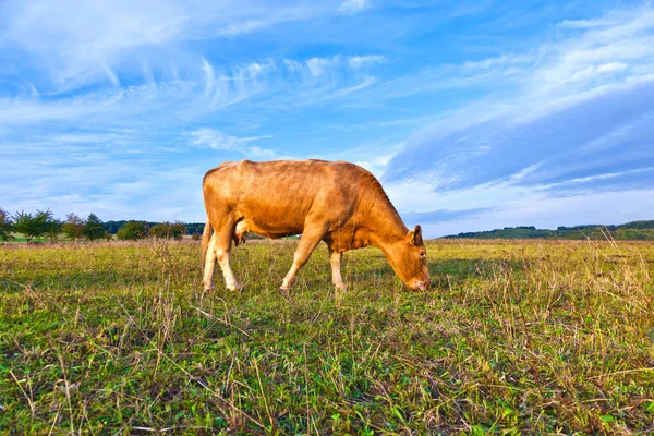Retrato Una Bonita Vaca Marrón Campo —  Fotos de Stock